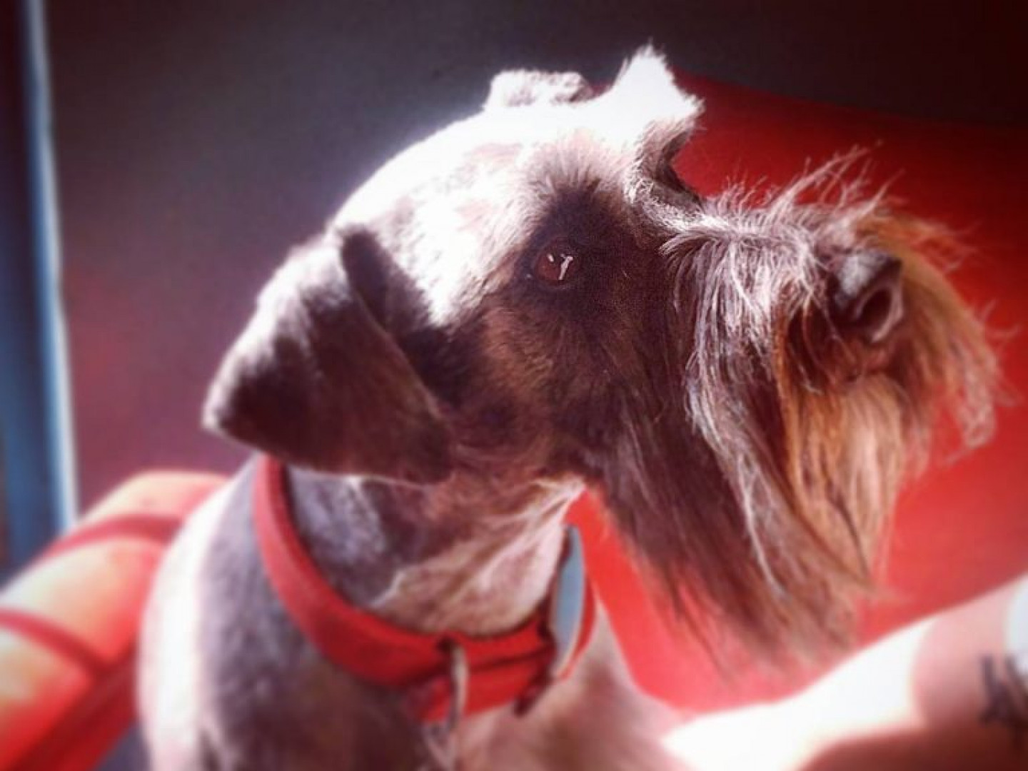 Pet Grooming Services Amarillo, TX Unleashed